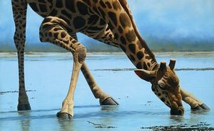 "Giraffe Drinking" Craig Bone Wildlife Artist