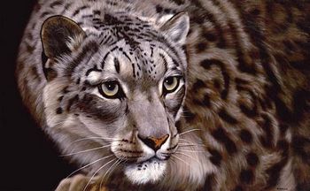 "Snow Leopard" Jason Morgan