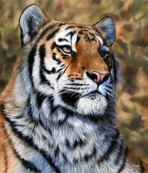 "Tiger Portrait Oil Painting" Jason Morgan